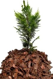 kora-sosnowa-przesiewana-srednia-80-l