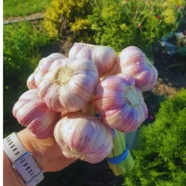 czosnek-zimowy-harnas-polski-1kg-mega-kaliber