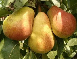 grusza-klapsa-dobrze-nam-znana-pyszna-faworytka