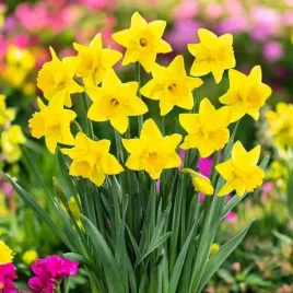 zonkil-narcyz-polski-tradycyjny-zolty-50-szt-cebulki-narcyzy-cebule