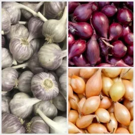 zestaw-cebula-dymka-zimujaca-750g-i-czosnek-zimowy-harnas-10-glowek