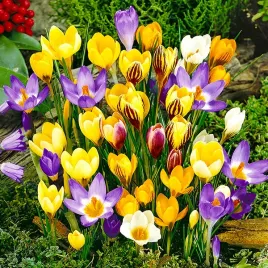 krokus-botaniczny-mix-mieszanka-50-szt-krokusy-cebulki-cebule-krokusow