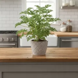 geranium-anginka-pelargonium-graveolens-roslina-lecznicza-sadzonka