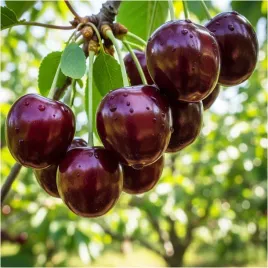 czeresnia-kanadyjska-sadzonka-drzewa-samopylna-duzy-owoc