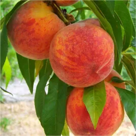 brzoskwinia-inka-najwieksze-owoce-samopylna-slodka-sadzonka-sadzonki