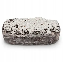 grzybnia-pieczarki-bialej-balot-podloze-3faza-20kg-z-badaniami