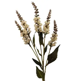 konwalia-jesienna-kremowa