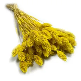 kanar-phalaris-suszony-or-zolty-or-ok-100-szt-or-50-cm