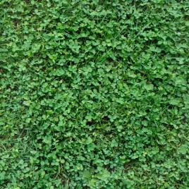 mikrokoniczyna-drobnolistna-niska-nasiona-500g