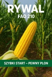 nasiona-kukurydzy-rywal-fao-210-szybki-start-pewny-plon-50-t-n