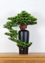 dekoracyjne-bonsai-pokojowe-sosna-pn-20