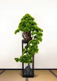 dekoracyjne-bonsai-pokojowe-kaskadowe-sosna-pn-76