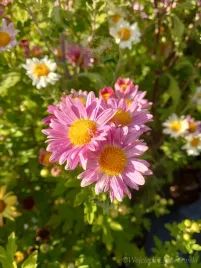 zlocien-ogrodowy-chrysanthemum-indicum-hortorum