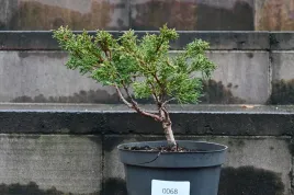 jalowiec-chinski-shimpaku-juniperus-chinensis-0068