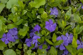 barwinek-mniejszy-ralph-shugart-vinca-minor