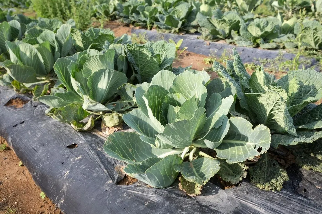 agrotkanina-32x10m-z-otworami-90g-7-rzedow-czarna-uv-pod-truskawki-ogorki