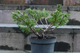 jalowiec-chinski-shimpaku-juniperus-chinensis-0069