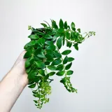 aeschynanthus-caroline-eszynanthus-don-9cm