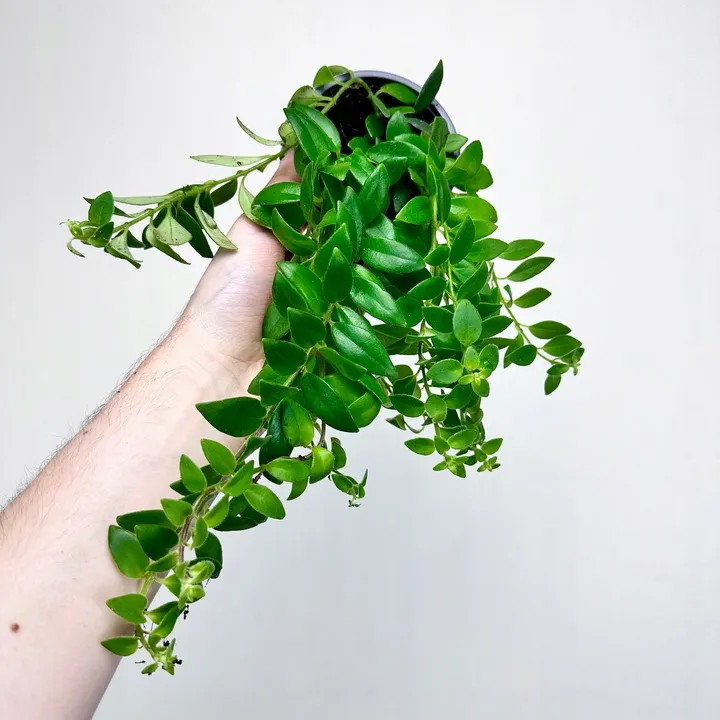aeschynanthus-caroline-eszynanthus-don-9cm