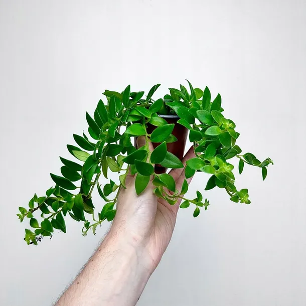 aeschynanthus-caroline-eszynanthus-don-9cm-stan-nowy