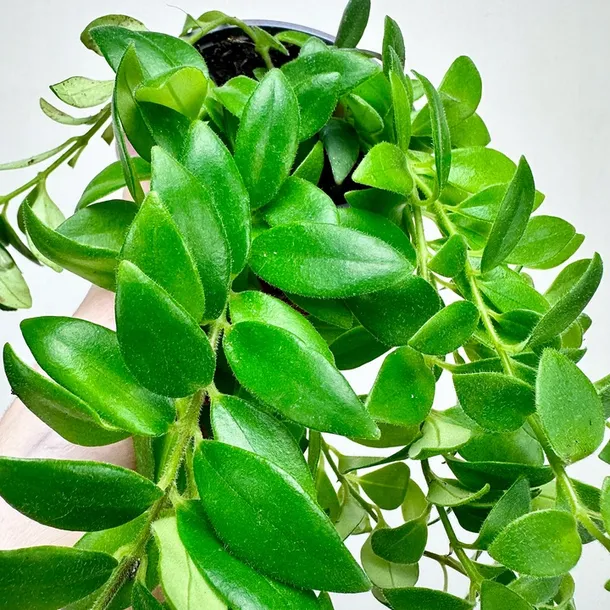 aeschynanthus-caroline-eszynanthus-don-9cm-kod-producenta-565132