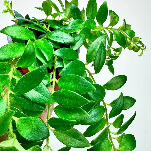 aeschynanthus-caroline-eszynanthus-don-9cm-odmiana-caroline