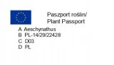 aeschynanthus-caroline-eszynanthus-don-9cm-producent-replin-gospodarstwo-ogrodnicze