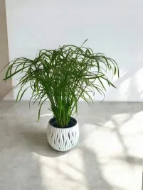 papirus-cibora-zmienna-cyperus-alternifolius-do-domu-ogrodu-i-oczek