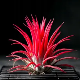 tillandsia-ionantha-red-air-plants-oplatwa-bez-podloza-roslina