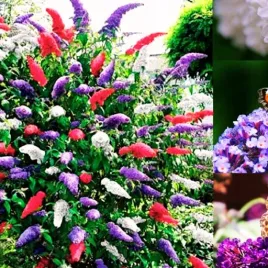 budleja-trojkolorowa-zestaw-3-sadzonek-miododajny-motyli-krzew