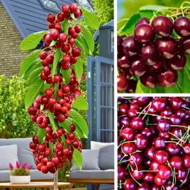 czeresnia-kolumnowa-victoria-sadzonki-owocowe-samopylna-ciemne-owoce