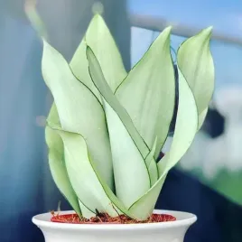 sansewieria-moonshine-sansevieria-piekna-i-wytrzymala-roslina-latwa