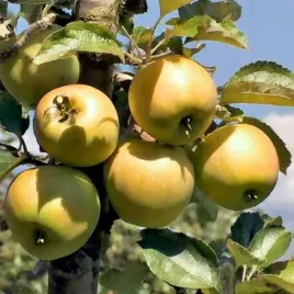 jablon-szara-reneta-stara-odmiana-wysmienita-na-szarlotke-i-przetwory