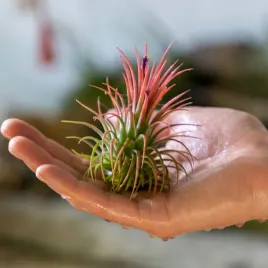 tillandsia-oplatwa-ionantha-intensywnie-czerwona-w-zimowym-opakowaniu