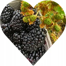 jezyna-bezkolcowa-gigant-jezyna-co-daje-czadu