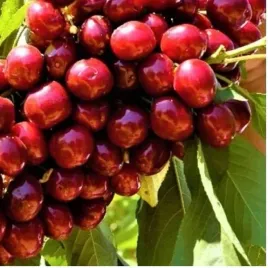 czeresnia-lapins-owocuje-kazdego-roku-samopylna