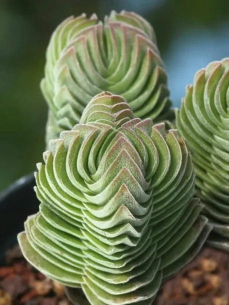 crassula-buddha-s-temple-sukulent-grubosz-rodzaj-rosliny-sukulenty