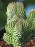 crassula-buddha-s-temple-sukulent-grubosz-rodzaj-rosliny-sukulenty