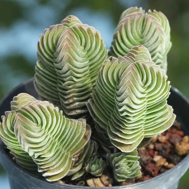 crassula-buddha-s-temple-sukulent-grubosz-stan-nowy