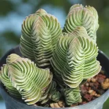 crassula-buddha-s-temple-sukulent-grubosz-stan-nowy