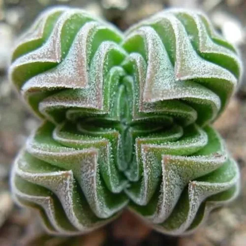 crassula-buddha-s-temple-sukulent-grubosz
