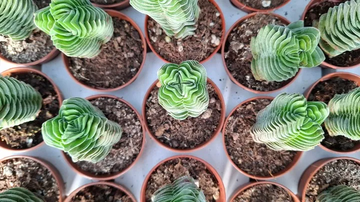 crassula-buddha-s-temple-sukulent-grubosz