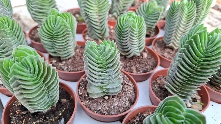 crassula-buddha-s-temple-sukulent-grubosz-rodzaj-rosliny-sukulenty