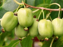 mini-kiwi-aktinidia-issai-samopylne-obuplciowa-sadzonka-smaczne-owoce