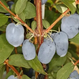 jagody-2-x-boreal-beast-boreal-beauty-zestaw-3-sztuk-3-letnie