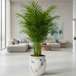 areka-palma-areca-dypsis-czysci-powietrze-wys-70cm-zimoodporne