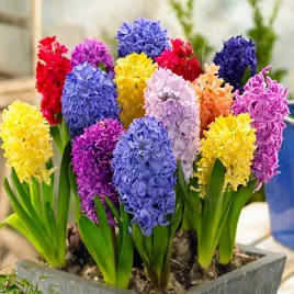 hiacynt-mix-10-szt-cebulki-hiacynty-cebule-hiacyntow