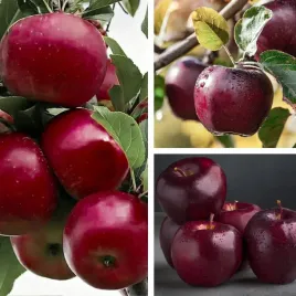 sadzonki-drzewka-owocowe-jablon-malinowa-malinowka-staropolska-odporna