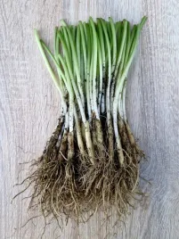 czosnek-niedzwiedzi-dorodne-sadzonki-60-sztuk