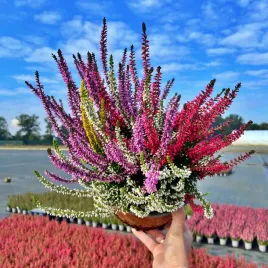 wrzos-misa-jesienna-kompozycja-czterokolorowa-ladne-kolorowe-donice